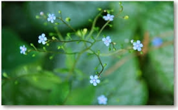 Nghệ thuật sống an lạc